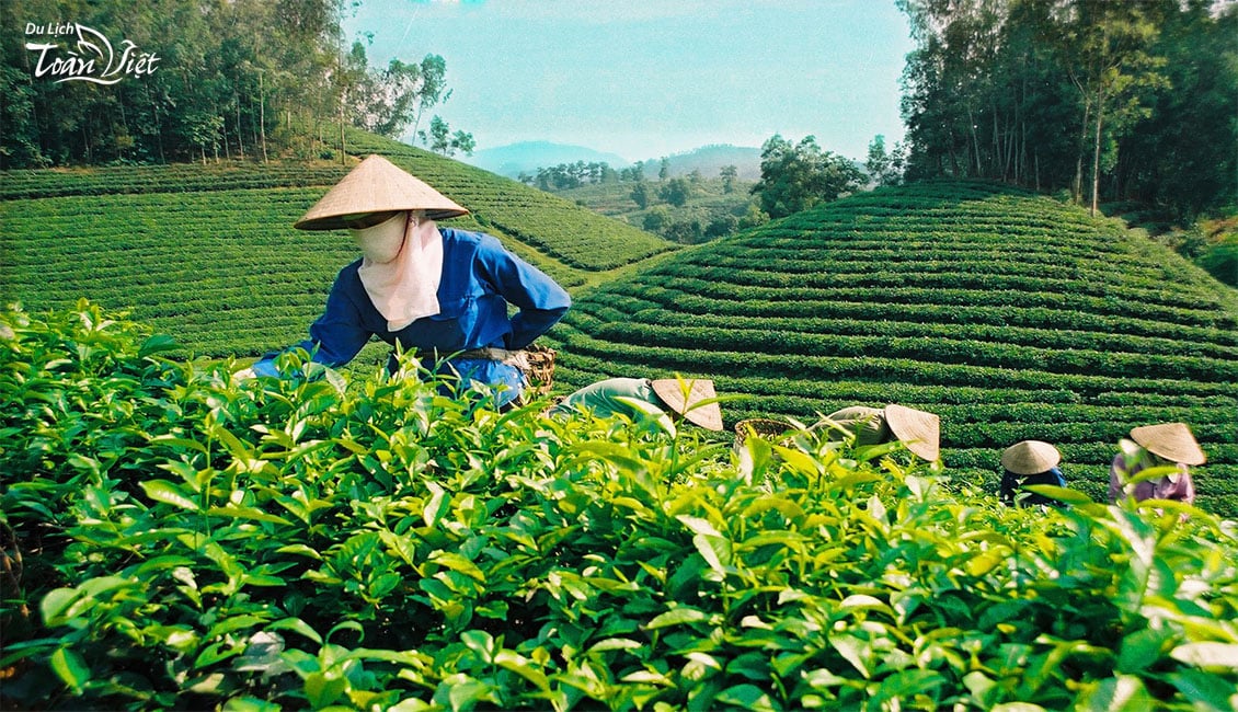 tour miền trung: hành hương đức mẹ la vang - mẹ măng đen_chè bảo lộc