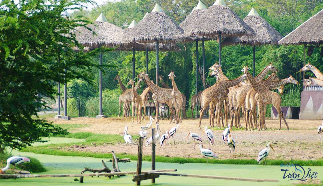 Tour Thái Lan Safari world