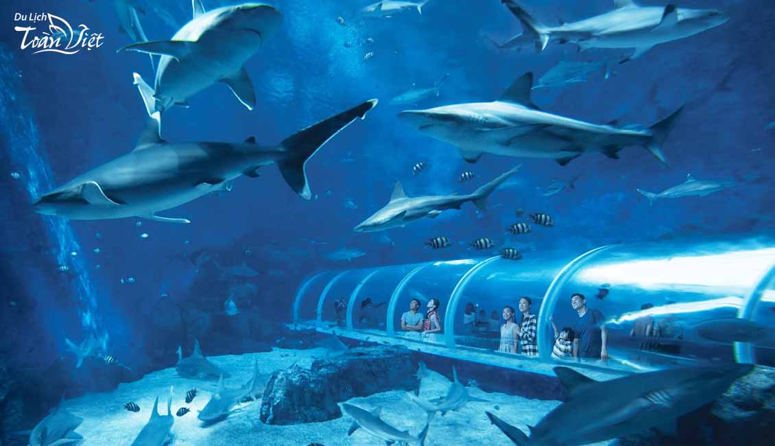 Tour du lịch Singapore khu đại dương nhân tạo sea aquarium