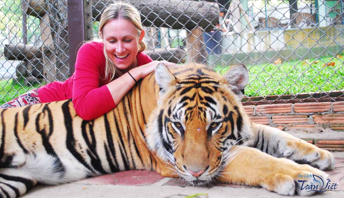 Tour Thái Lan Tiger zoo