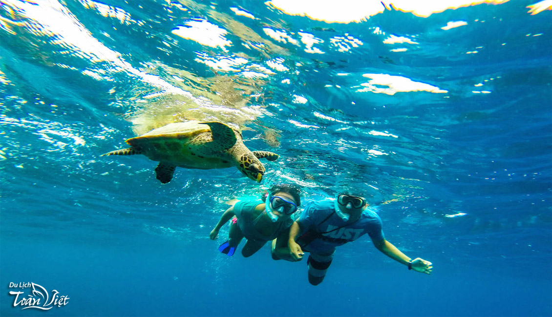 Tour du lịch Maldives lặn ngắm rùa biển
