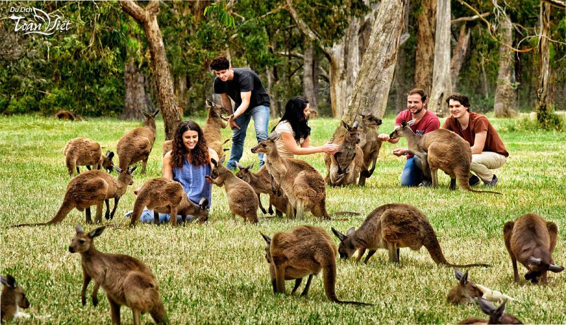 Tour du lịch Úc Wildlife Park