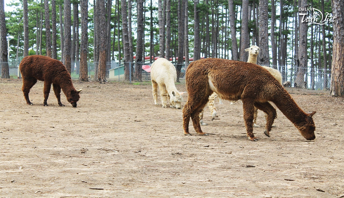 TOUR NHA TRANG ĐÀ LẠT: MIỀN HẢI ĐẢO -XỨ NGÀN HOA_VƯỜN THÚ ZOOZOO