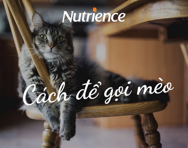 Cách kêu gọi 'quàng thượng'!