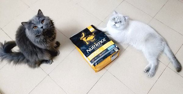 Mèo cưng cần được ăn như thế nào để phát triển tốt nhất?