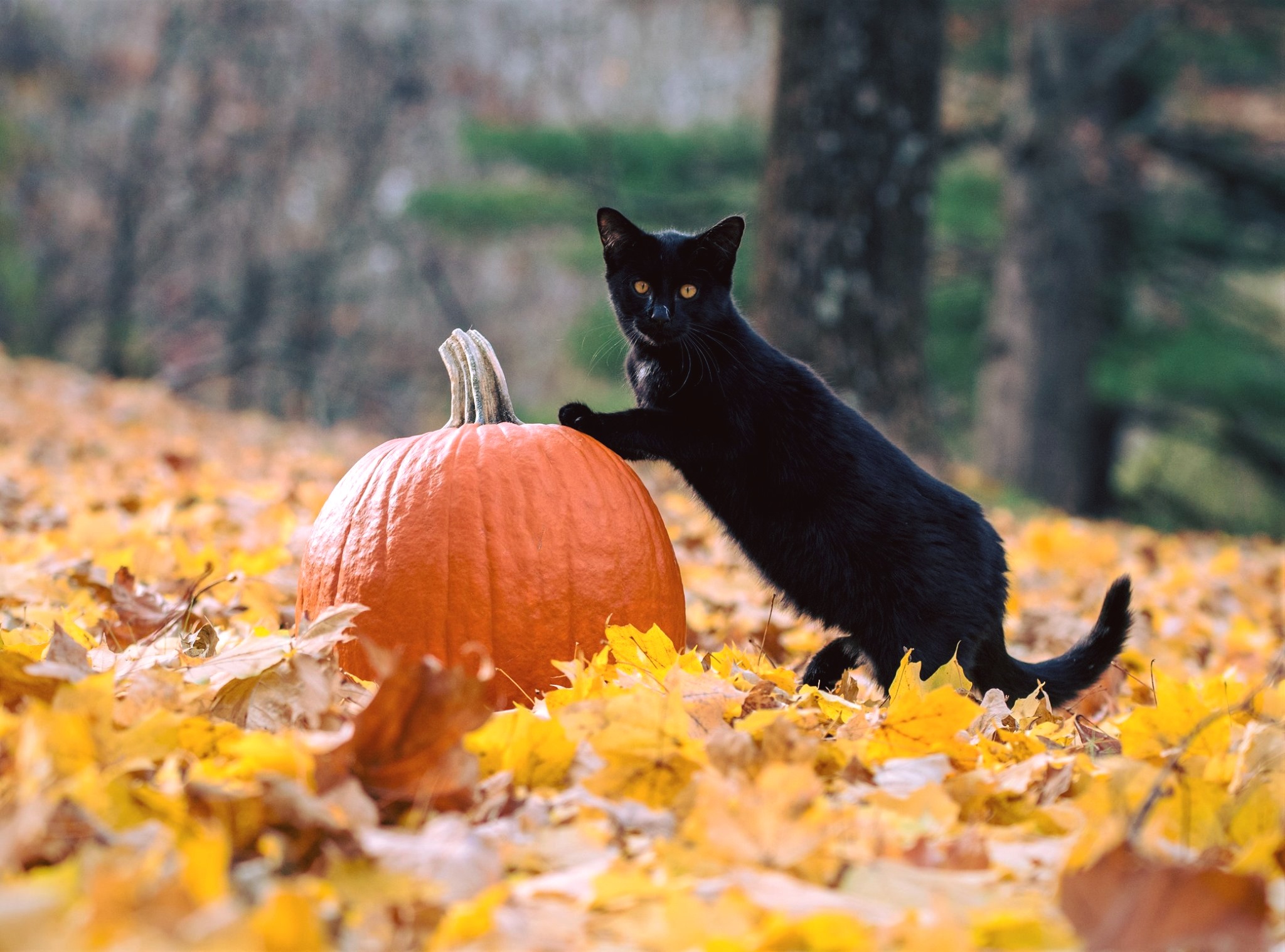6 bộ phim Halloween hàng đầu với sự tham gia của các boss chó và mèo - Top 6 Halloween movies starring dogs and cats