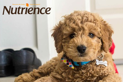Cách chăm sóc chó poodle, hướng dẫn nuôi chó poodle đúng cách