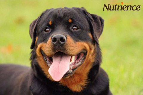 Cách chăm sóc chó Rottweiler | Kinh nghiệm nuôi Rottweiler khoẻ mạnh
