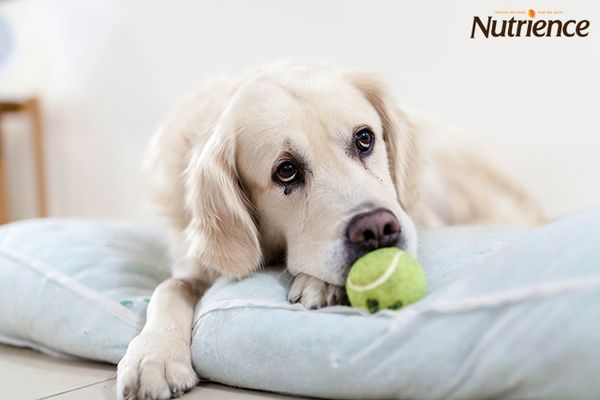 Chó bị bệnh viêm đường ruột, nguyên nhân, dấu hiệu và cách chữa trị