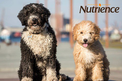 Làm sao để chó hết rụng lông? Cách trị rụng lông chó hiệu quả