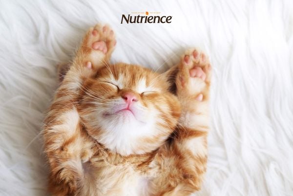 Top 5 lợi ích của việc triệt sản chó mèo