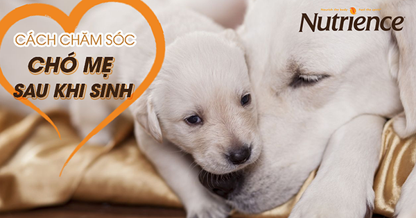 Cách chăm sóc chó mẹ sau khi sinh và những điều cần lưu ý