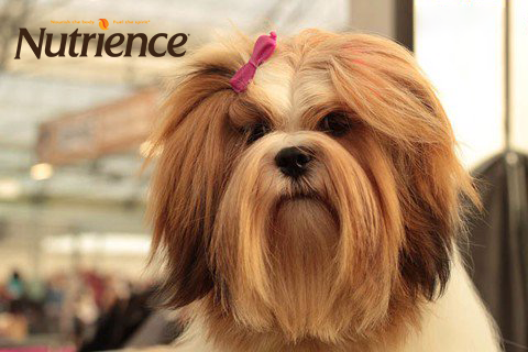 Nguyên nhân chó bị rụng lông: tại sao chó bị rụng nhiều lông