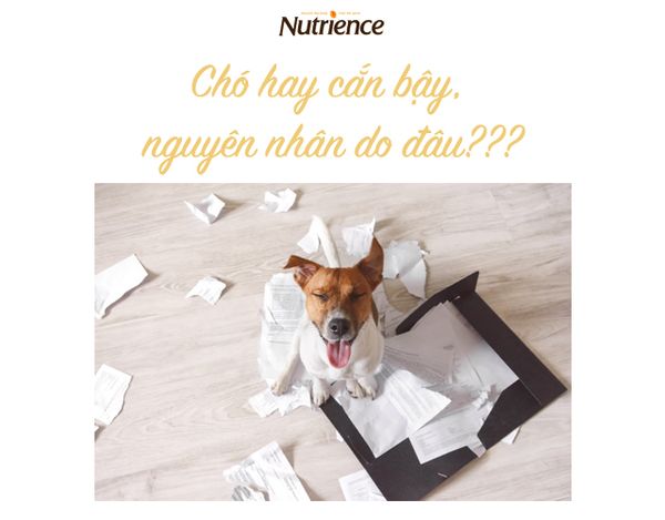 Chó hay cắn bậy do đâu? Cách dạy chó không cắn bậy hiệu quả