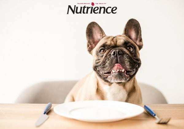 Các thực phẩm không nên cho cún ăn