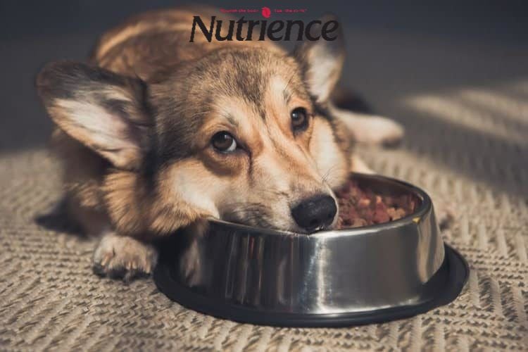 Chó bỏ ăn: Nguyên nhân và cách khắc phục