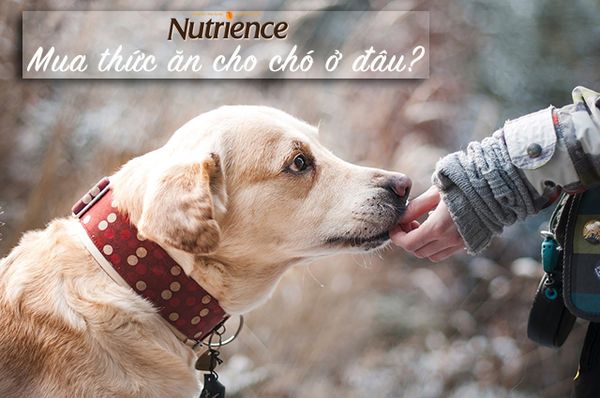Mua thức ăn cho chó ở đâu? Cửa hàng bán thức ăn cho chó giá rẻ TP.HCM