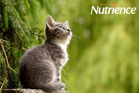 Mua thức ăn cho mèo ở tphcm | Đại lý bán sỉ thức ăn cho mèo giá rẻ