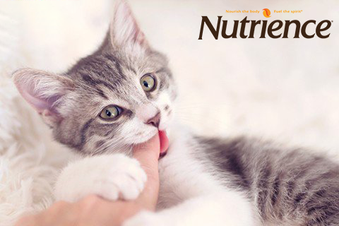 Tại sao mèo hay cắn? Nguyên nhân của hoạt động hay cắn ở mèo