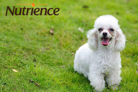 Kinh nghiệm dinh dưỡng khi nuôi chó poodle: Cho chó poodle ăn gì?