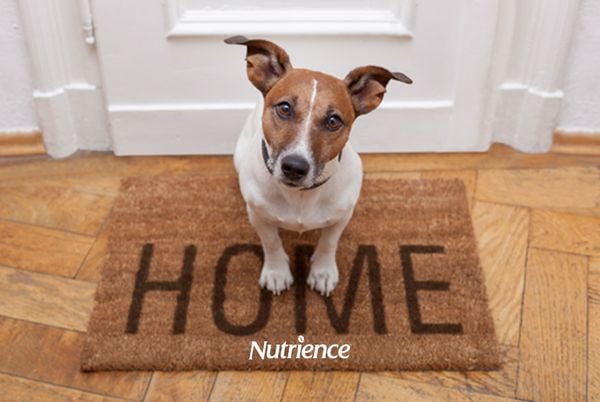 Đây là những chuyện sẽ xảy ra mỗi khi bạn bỏ mặc chú chó của mình