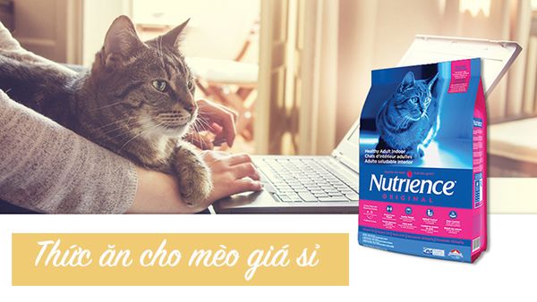 Thức ăn cho mèo giá sỉ, mua thức ăn cao cấp cho mèo giá sỉ