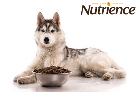 Bí kíp chăm sóc chó cưng khoẻ mạnh từ nguồn thức ăn giàu dinh dưỡng