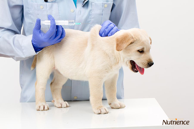 Kiểm tra sức khoẻ và tiêm phòng bệnh cho cún