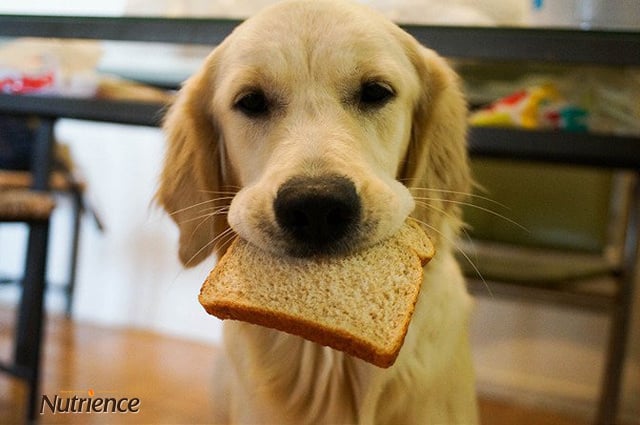 Không nên cho chó ăn bánh mì