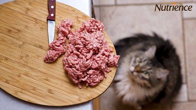  Nên cho mèo ăn gì? Những loại thực phẩm nên cho mèo ăn để nhanh béo - Nutrience