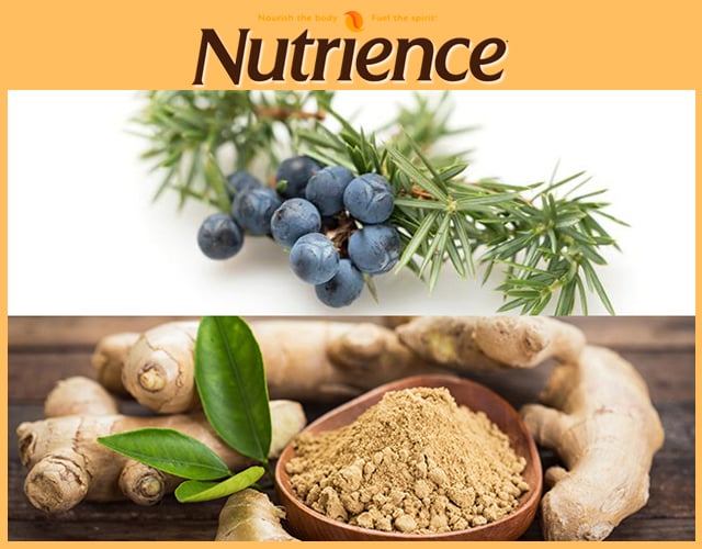 Nutrience spirit