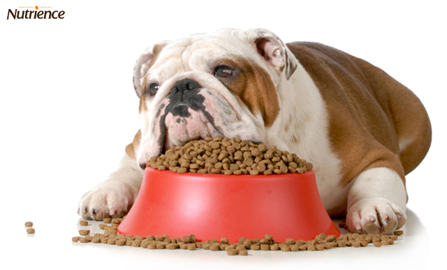 Thức ăn khô dành cho chó