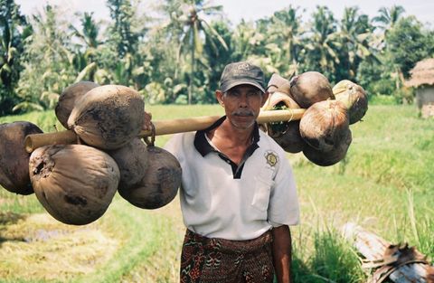 Câu chuyện cuộc sống - Ông lão bán dừa và bài học thấm đời