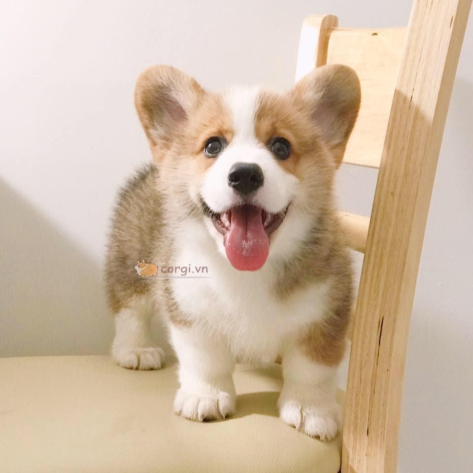 03 VẤN ĐỀ LƯU Ý KHI CHỌN MUA CORGI ĐỂ KHÔNG MẮC SAI LẦM