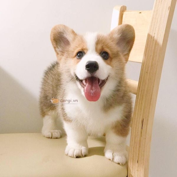 03 VẤN ĐỀ LƯU Ý KHI CHỌN MUA CORGI ĐỂ KHÔNG MẮC SAI LẦM