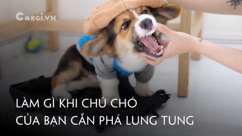 LÀM GÌ KHI CHÚ CORGI CỦA BẠN CẮN PHÁ ĐỒ ĐẠC TRONG NHÀ