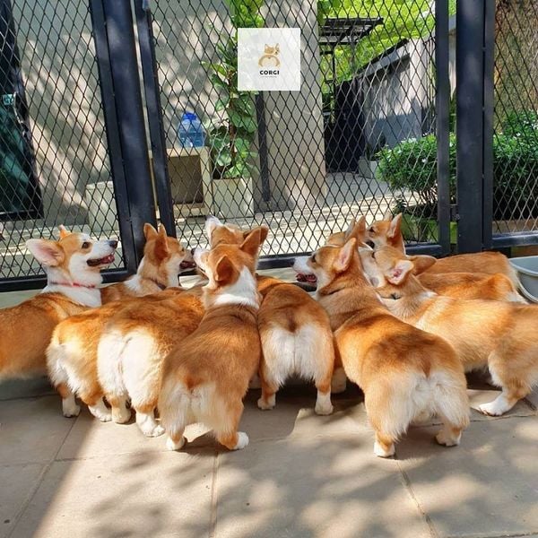 QUÁN CÀ PHÊ CORGI Ở THÁI LAN