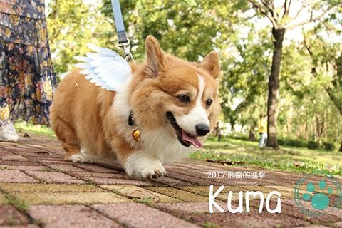 KUMA - CHÚ CHÓ CORGI MẬP NỔI TIẾNG Ở ĐÀI LOAN