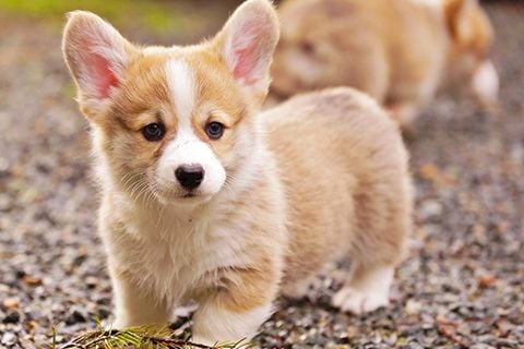 CÁCH CHỌN MUA VÀ CHĂM SÓC CHÓ CORGI