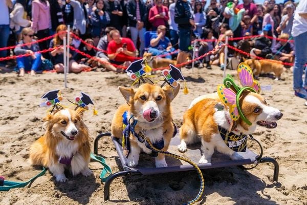 NGÀY HỘI CORGI CON TẠI SAN FRANCISCO - HƠN 1000 BÉ CORGI ĐỔ VỀ THAM DỰ