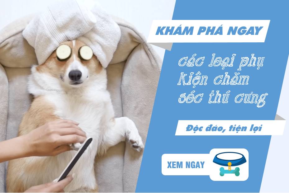 GIẢI PHÁP CHO NHỮNG NGƯỜI NUÔI CHÓ BẬN RỘN – Corgi.vn