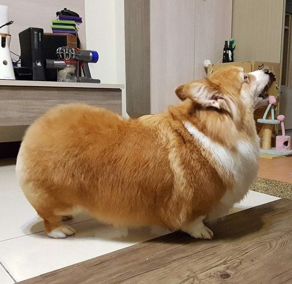 10 LÝ DO KHÔNG NÊN NUÔI CHÓ CORGI – Corgi.vn