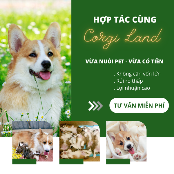 HỢP TÁC NHÂN GIỐNG CORGI CÙNG CORGI.VN