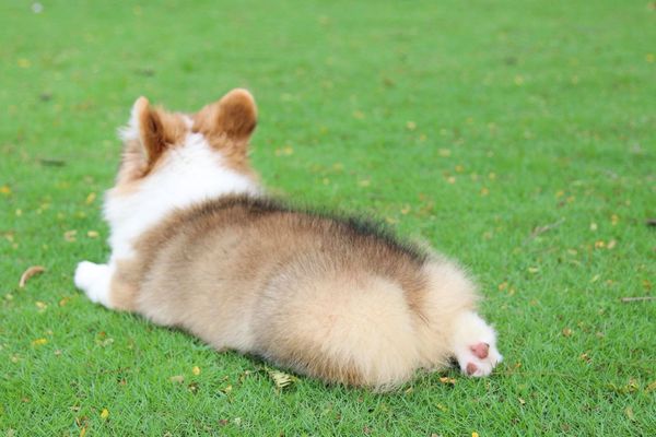 offline corgi