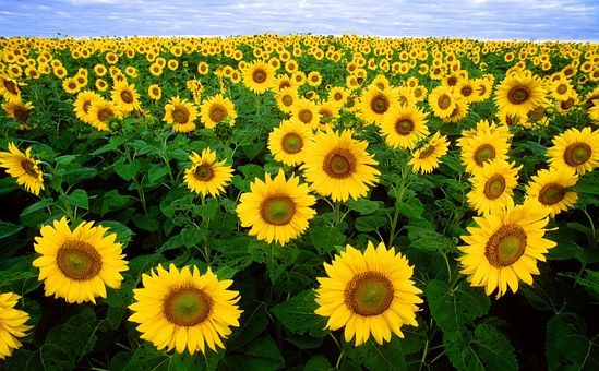 sunflower_shop_hoa_online_grande.jpg