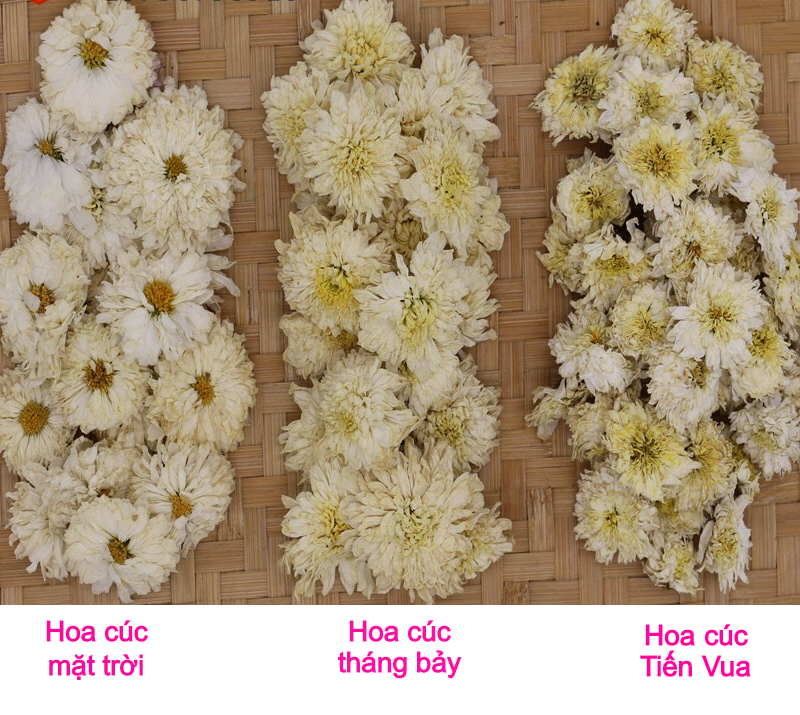 Kinh Nghiệm Chọn Trà Hoa Cúc - 4 Loại Trà Hoa Cúc Trắng Tốt Nhất Hiện Nay