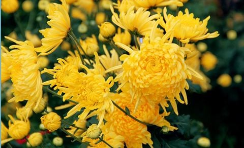 Mùa hè uống gì giải nhiệt?