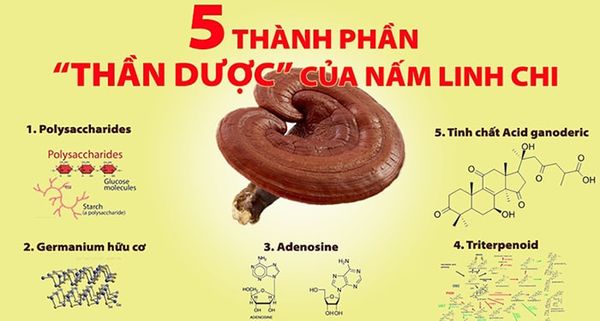 Các thành phần có trong nấm linh chi – Đông trùng Hạ thảo - Nhân sâm - Nấm  Linh chi