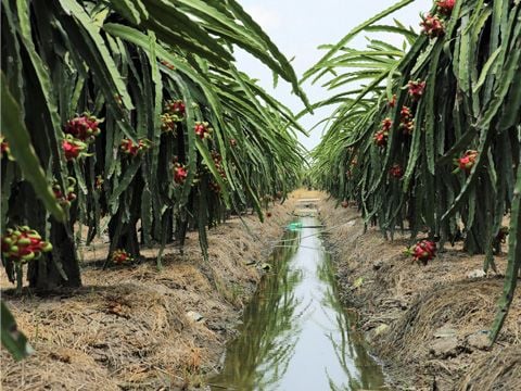 KỸ THUẬT TRỒNG VÀ CHĂM SÓC CÂY THANH LONG