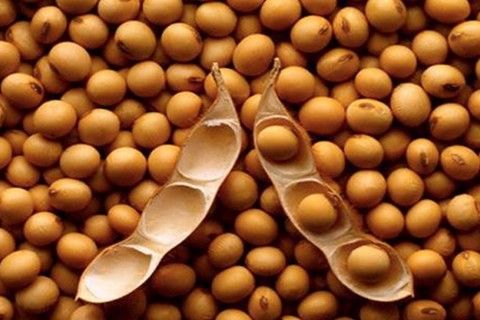 10 wonderful healing properties of soybeans